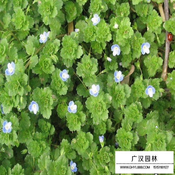 婆婆納種子(圖4)