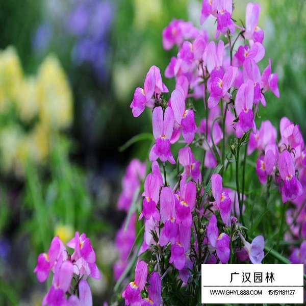 柳穿魚種子(圖1)