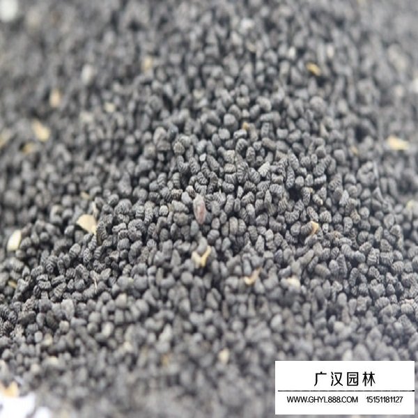 柳穿魚種子(圖2)