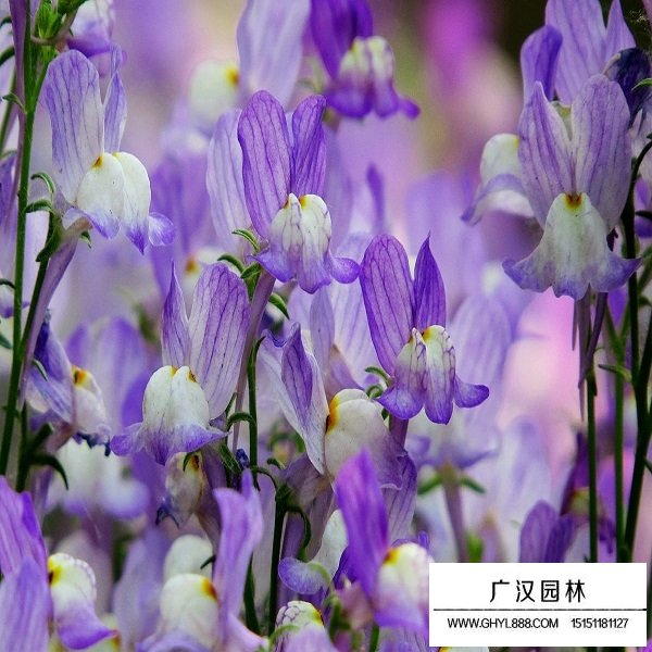 柳穿魚種子(圖3)