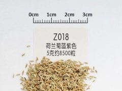 荷蘭菊種子