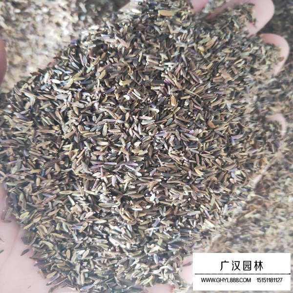 荷蘭菊種子(圖2)