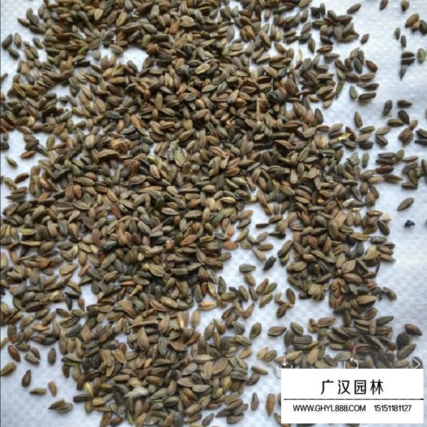 荷蘭菊種子(圖3)