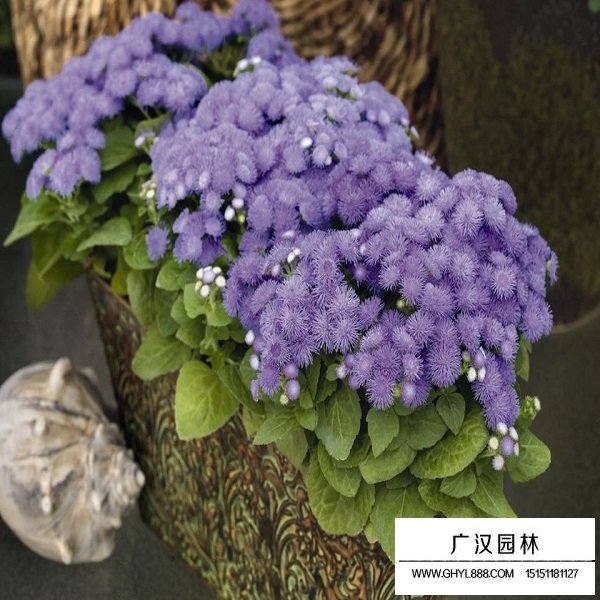 藿香薊種子(圖2)