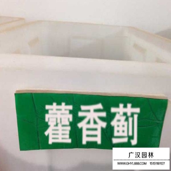 藿香薊種子(圖3)