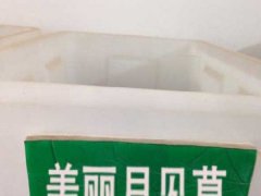 美麗月見(jiàn)草種子