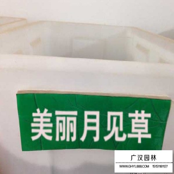 美麗月見草種子(圖1)