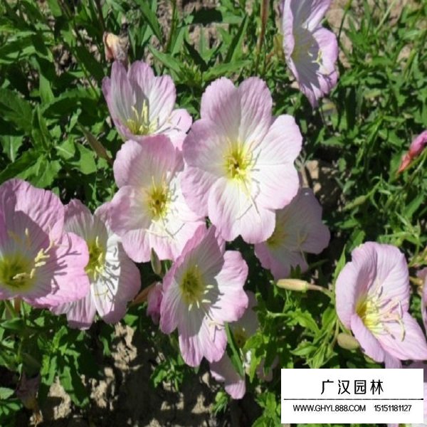 美麗月見草種子(圖3)