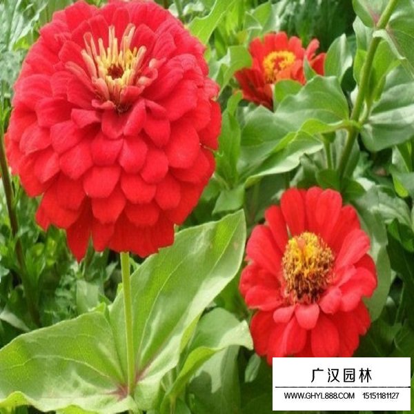 矮桿百日草種子(圖2)