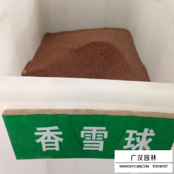 香雪球種子(圖1)