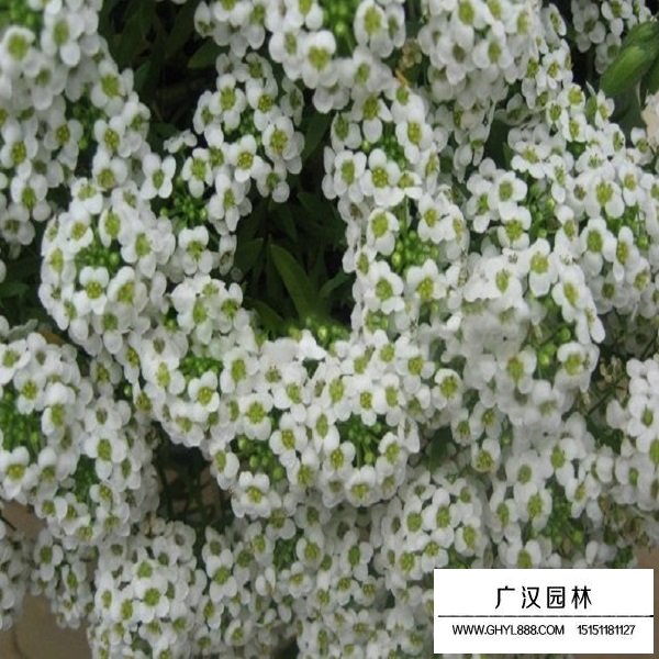 香雪球種子(圖2)