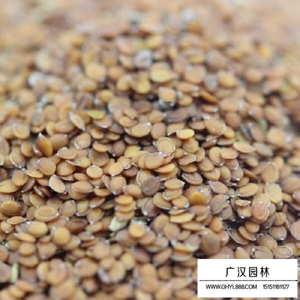 香雪球種子(圖3)