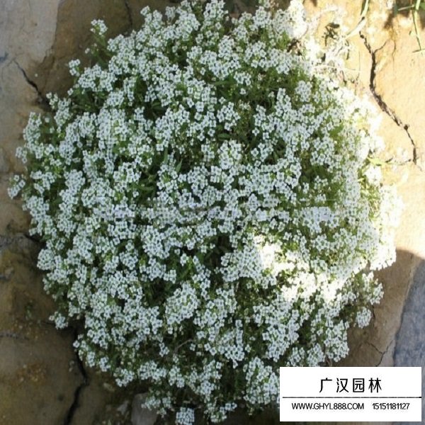 香雪球種子(圖4)