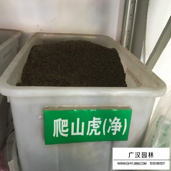 爬山虎種子(圖1)