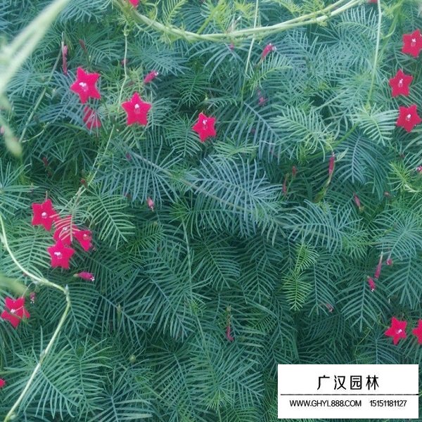 羽葉蔦蘿種子(圖3)