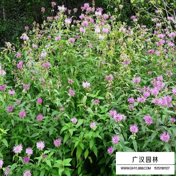 美國薄荷種子(圖2)