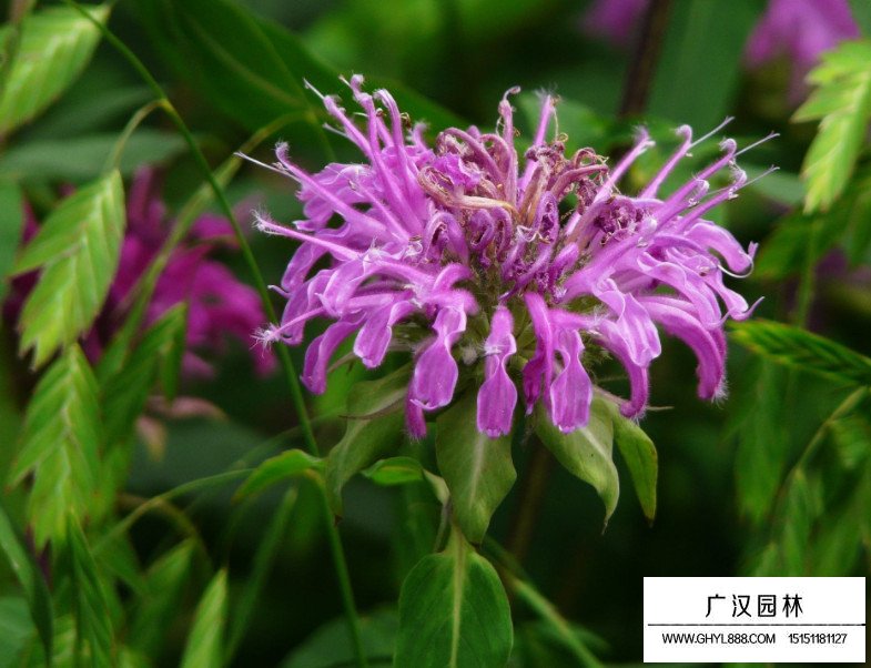 美國薄荷種子(圖3)