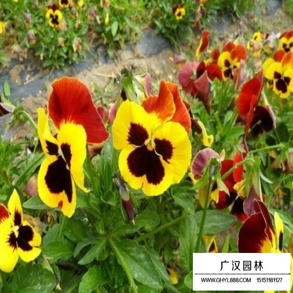 三色堇種子(圖1)