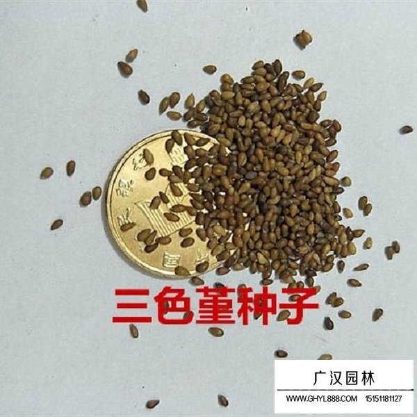 三色堇種子(圖2)