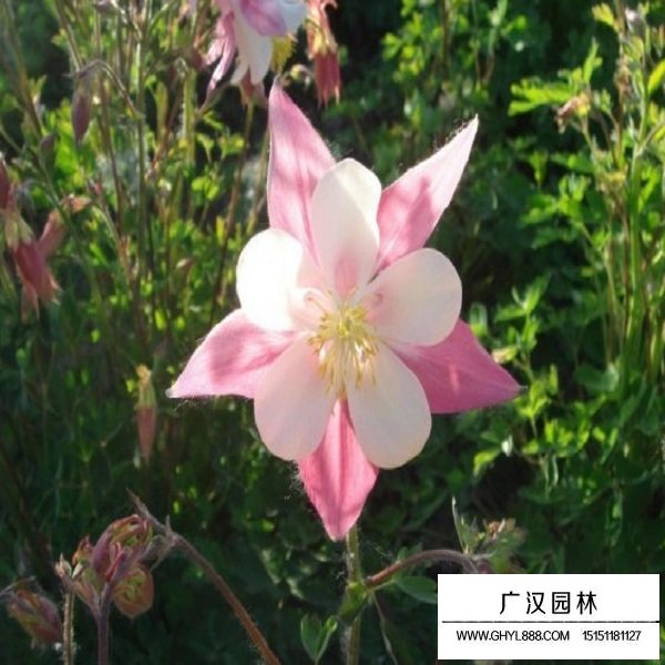 耬斗菜種子(圖3)