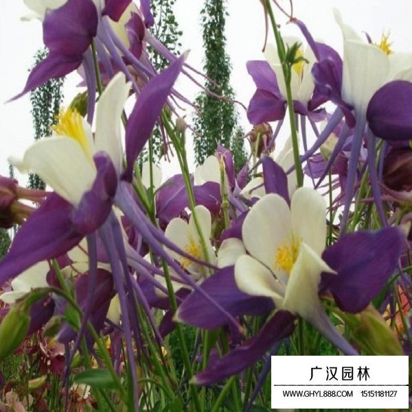 耬斗菜種子(圖4)