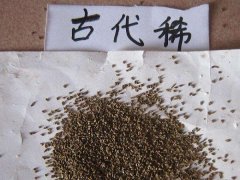 古代稀種子