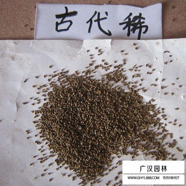 古代稀種子(圖1)