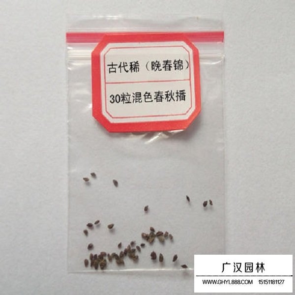 古代稀種子(圖3)