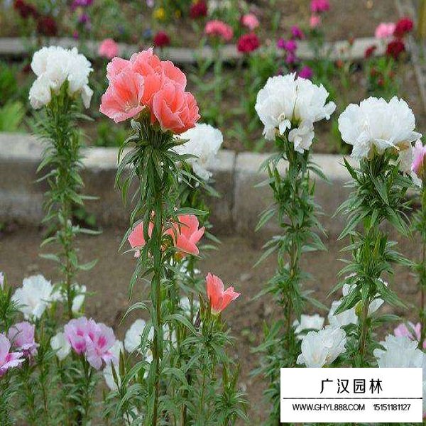 古代稀種子(圖4)