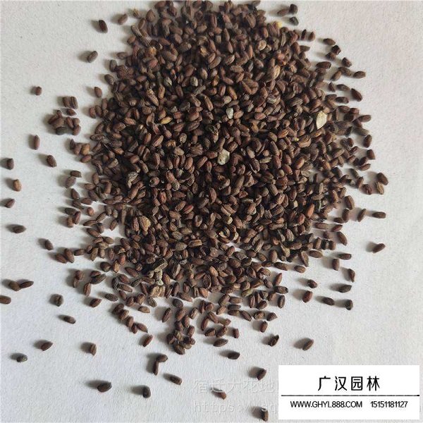 藍香芥種子(圖1)