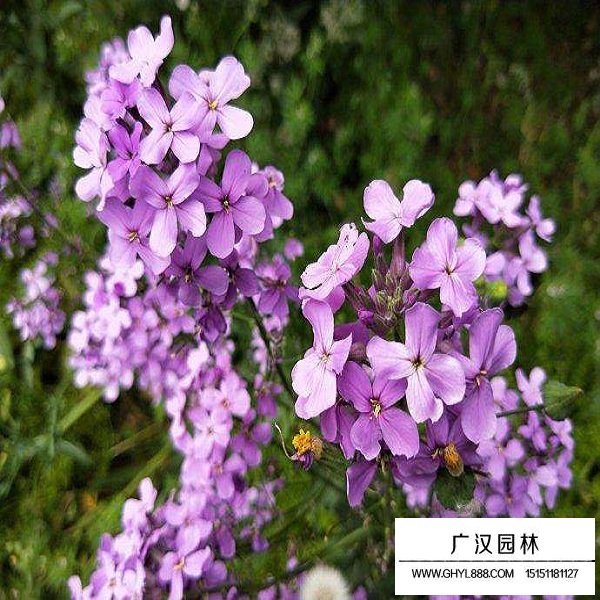 藍香芥種子(圖3)