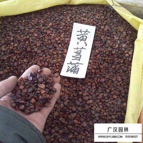 黃菖蒲種子(圖1)