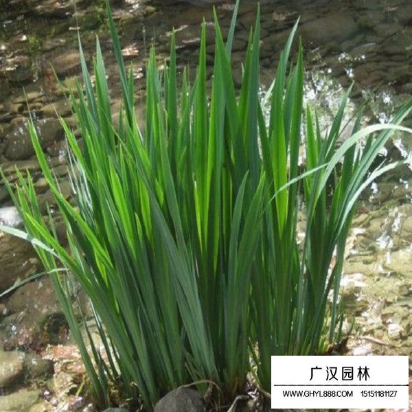 黃菖蒲種子(圖2)