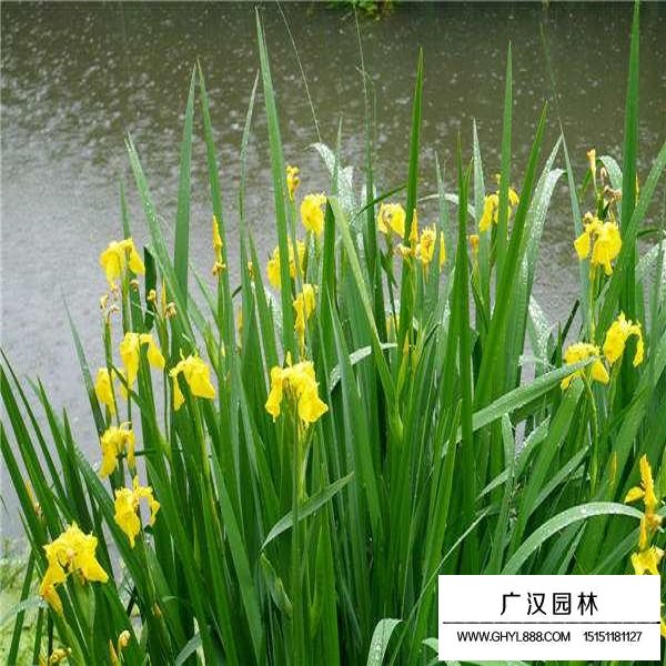 黃菖蒲種子(圖3)