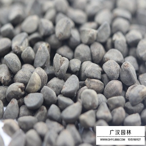 圓葉蔦蘿種子(圖1)