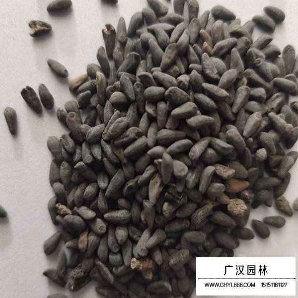 圓葉蔦蘿種子(圖2)