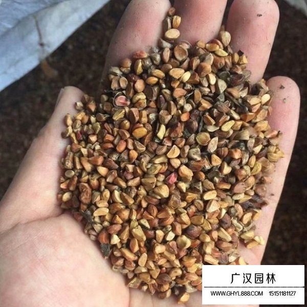 紅刺玫種子(圖1)