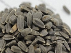 向日葵種子