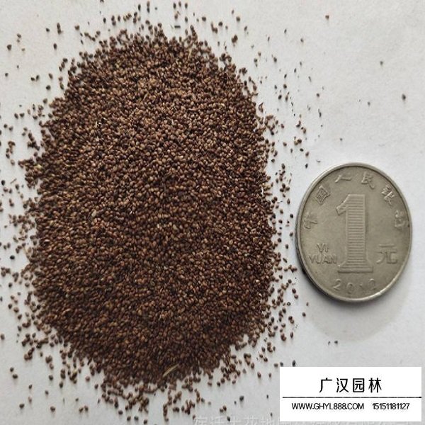 委陵菜種子(圖1)