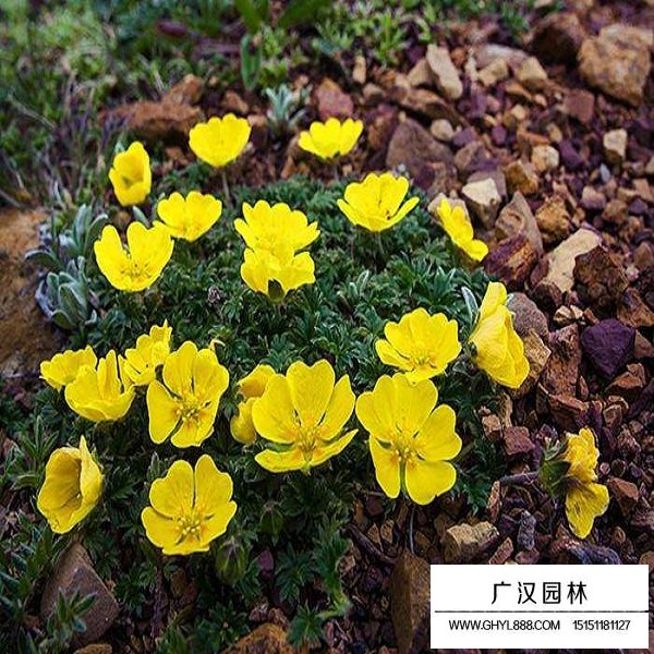 委陵菜種子(圖3)