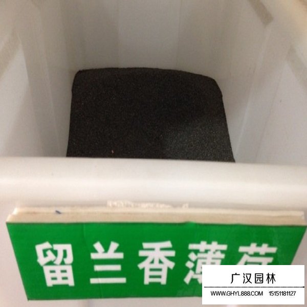 留蘭香薄荷種子(圖1)