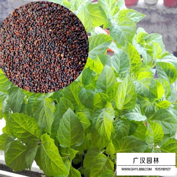 留蘭香薄荷種子(圖4)