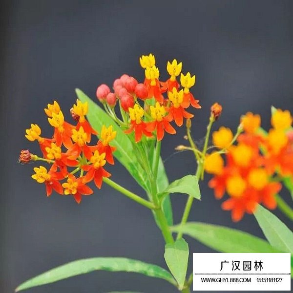 馬利筋種子(圖3)