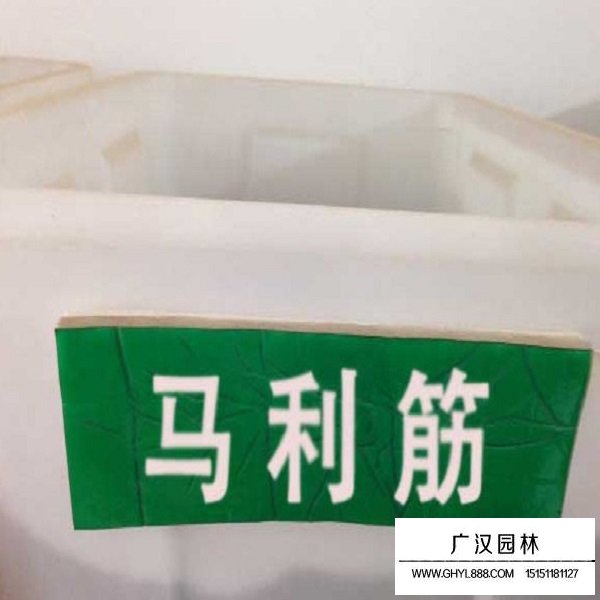 馬利筋種子(圖2)