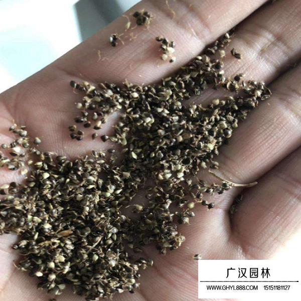 水蔥種子(圖1)