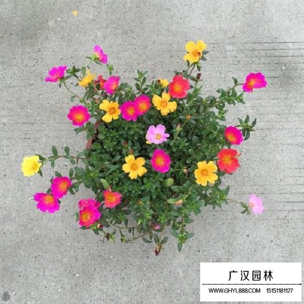 松葉牡丹單瓣種子(圖1)