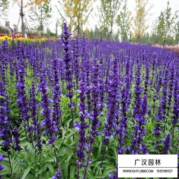 小籽鼠尾草種子(圖4)