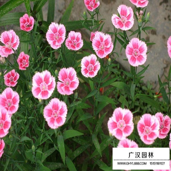 美國石竹種子(圖2)