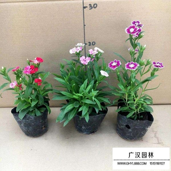 美國石竹種子(圖4)