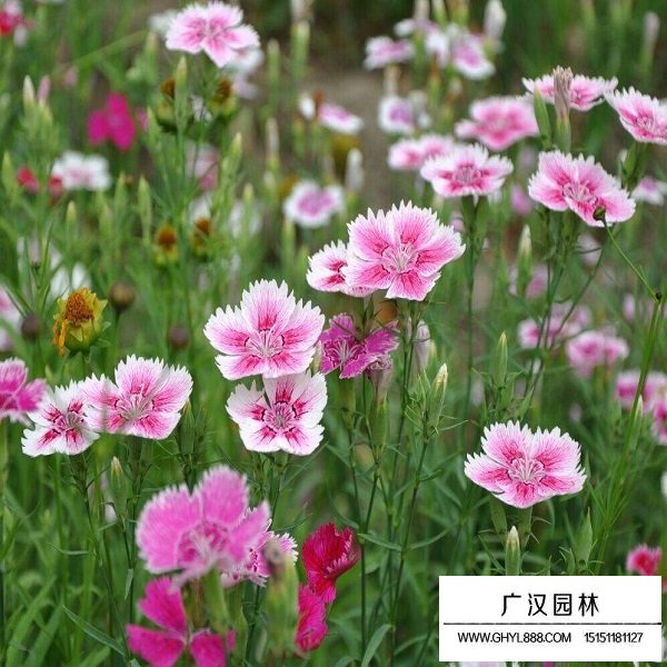 長(zhǎng)夏石竹種子(圖2)